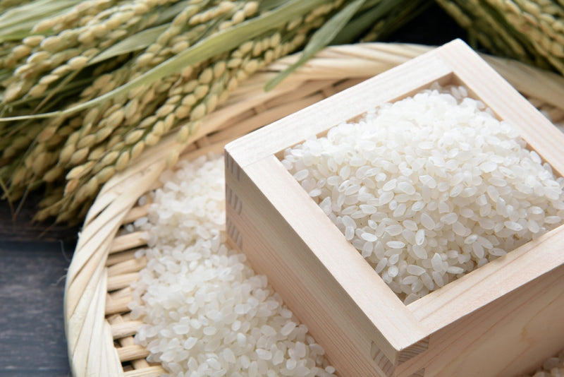 飛雪の滝キャンプ場スタッフこだわり「令和７年産」浅里米（コシヒカリ）