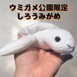 限定！しろうみがめ