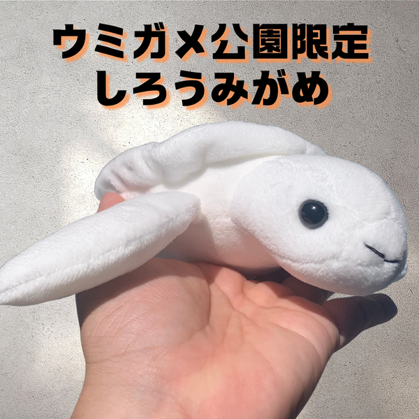 限定！しろうみがめ