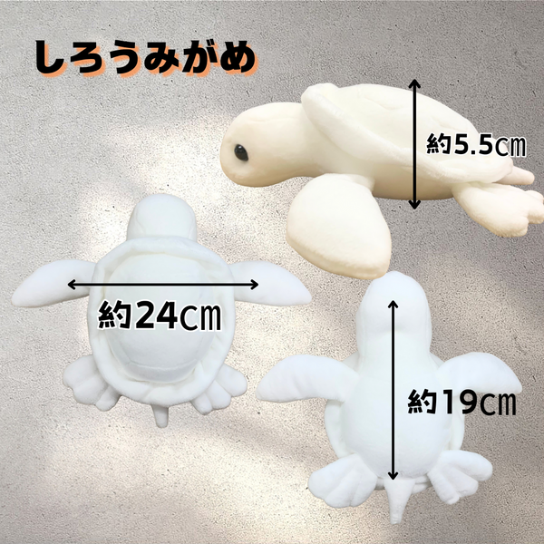限定！しろうみがめ