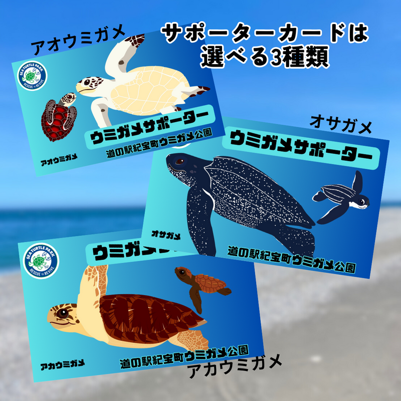 ウミガメサポーター入会券（１年間）