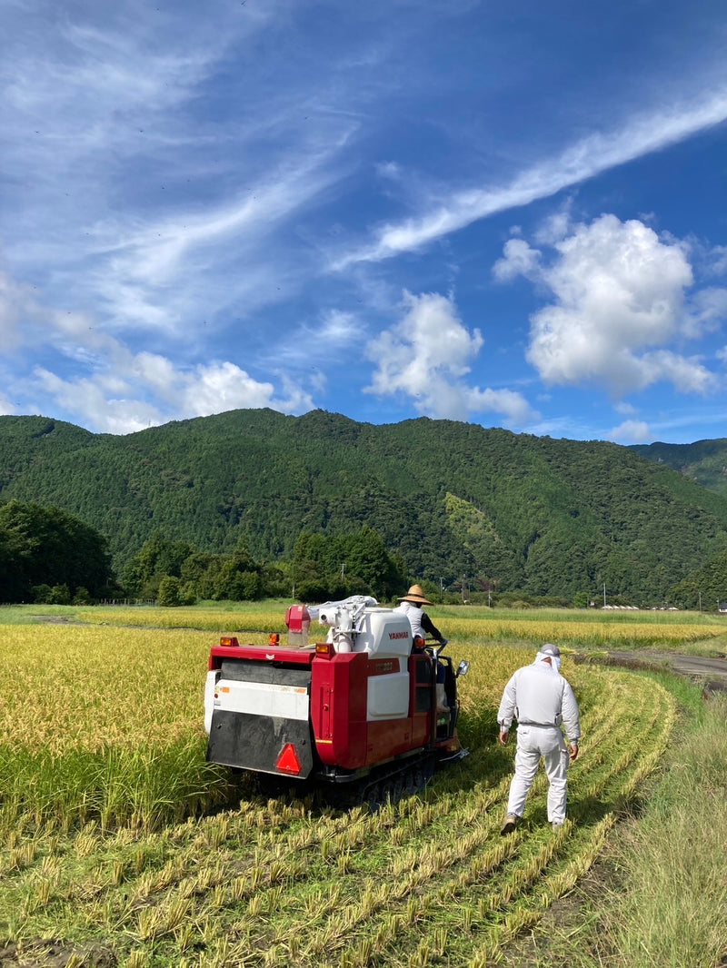 飛雪の滝キャンプ場スタッフこだわり「令和７年産」浅里米（コシヒカリ）