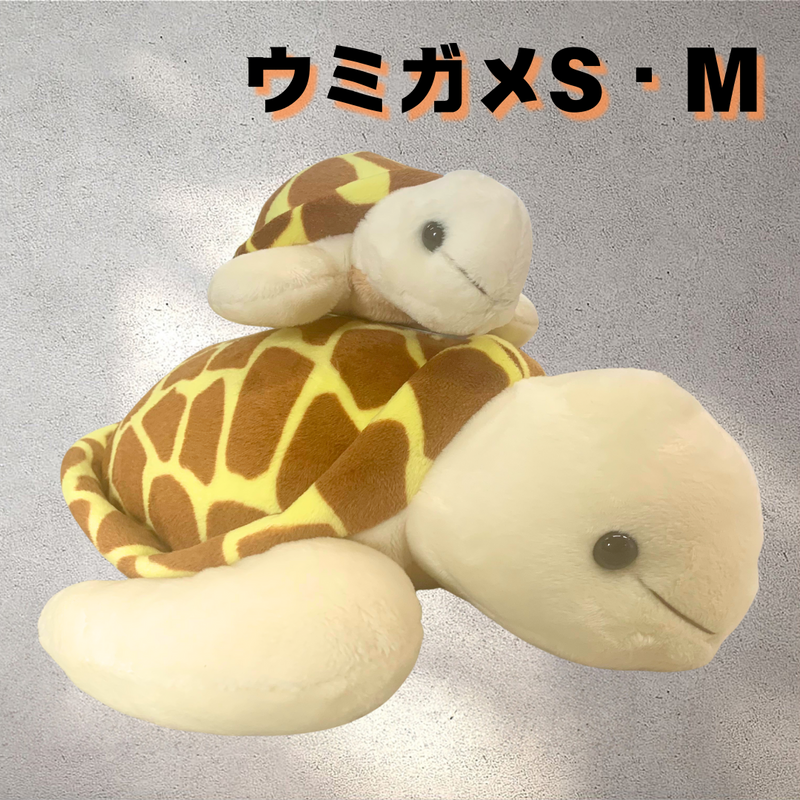 ウミガメS・M